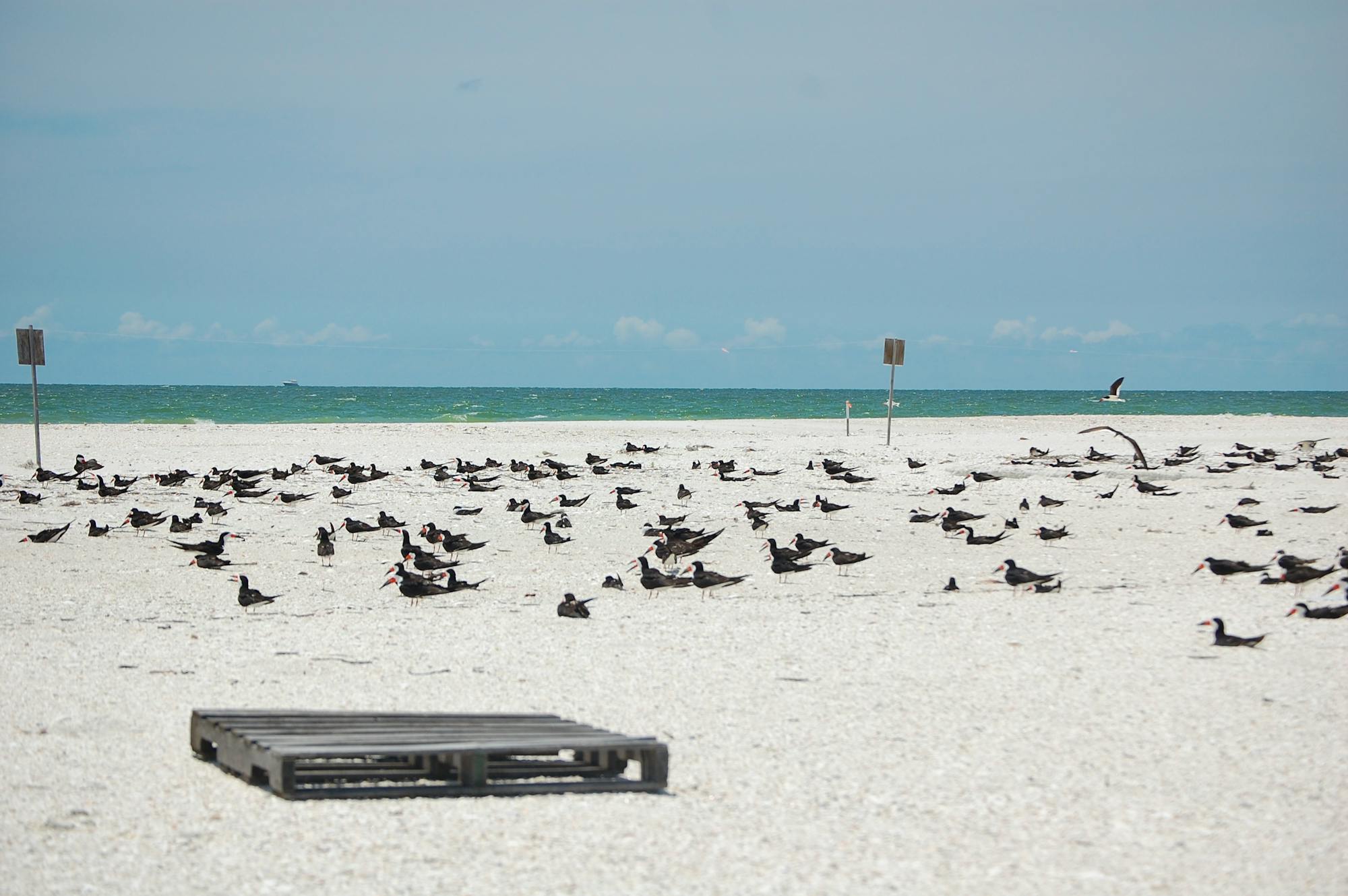 Wooden Pallet for Nesting Protection