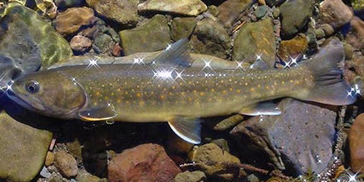 A bull trout in a stream