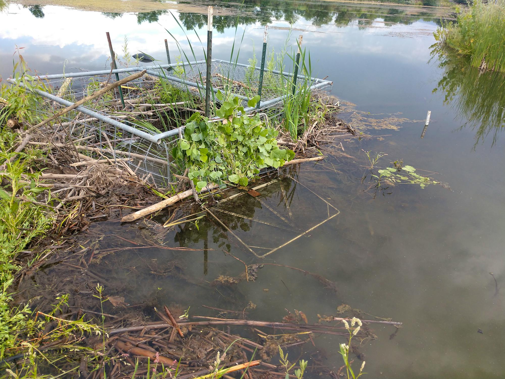 Beaver trap next to dam