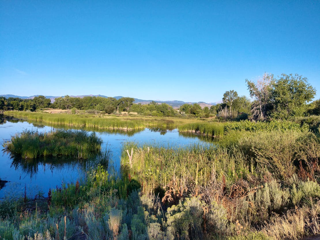 Riparian habitat