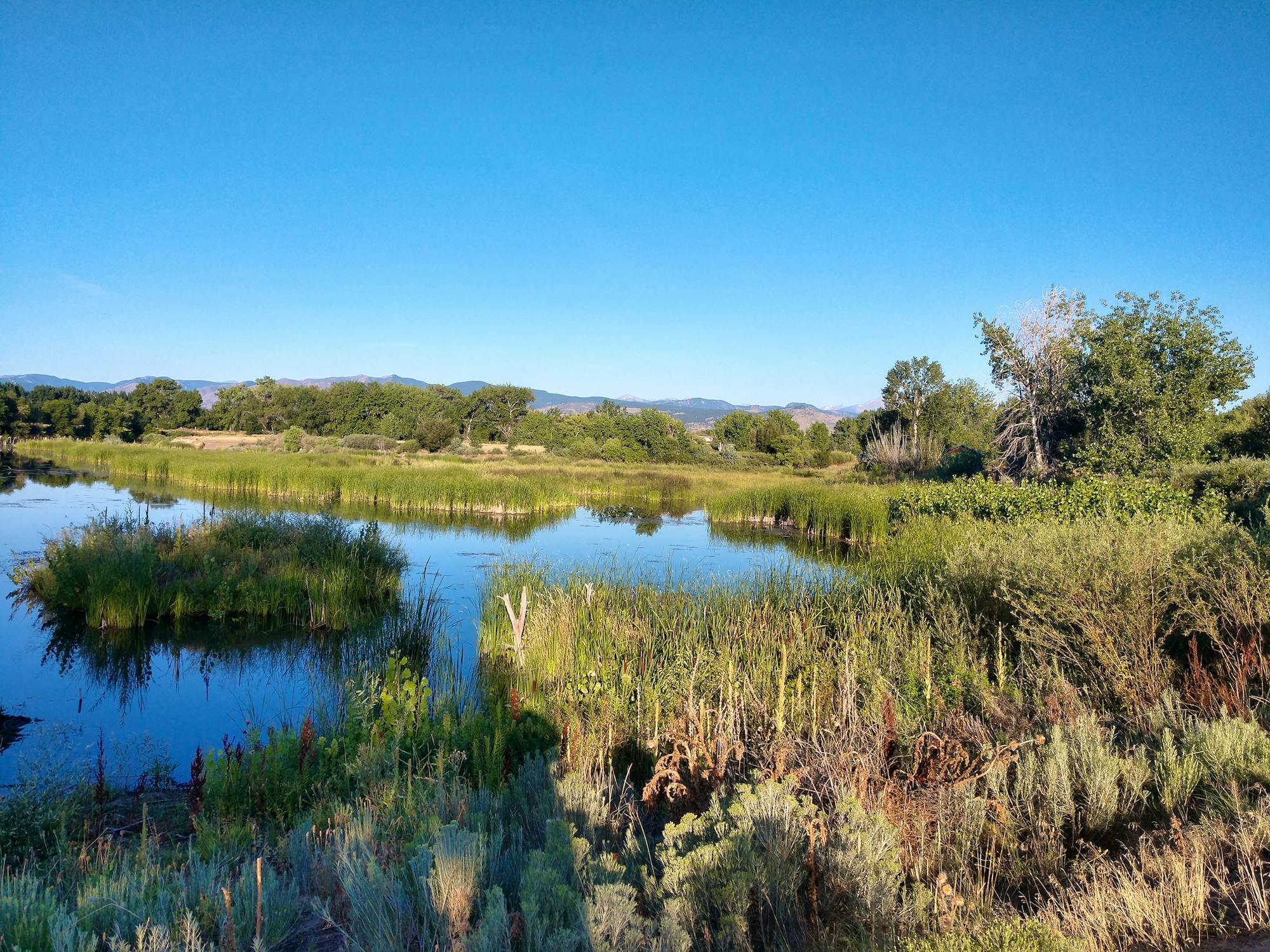 Riparian habitat