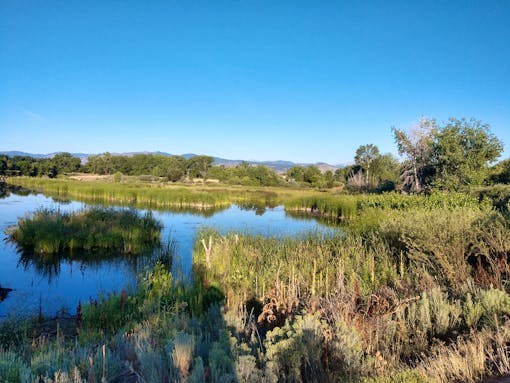 Riparian habitat