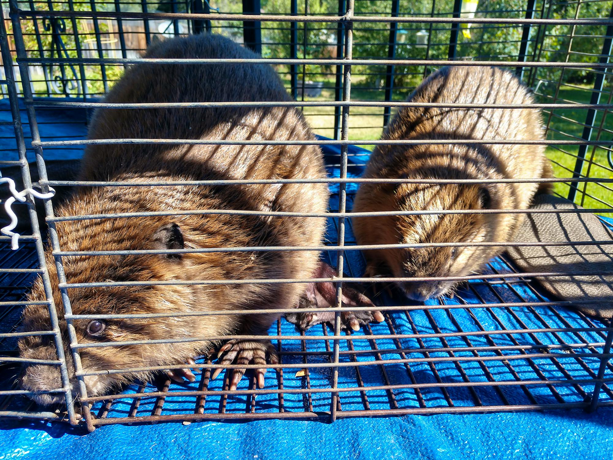 Trapped beavers