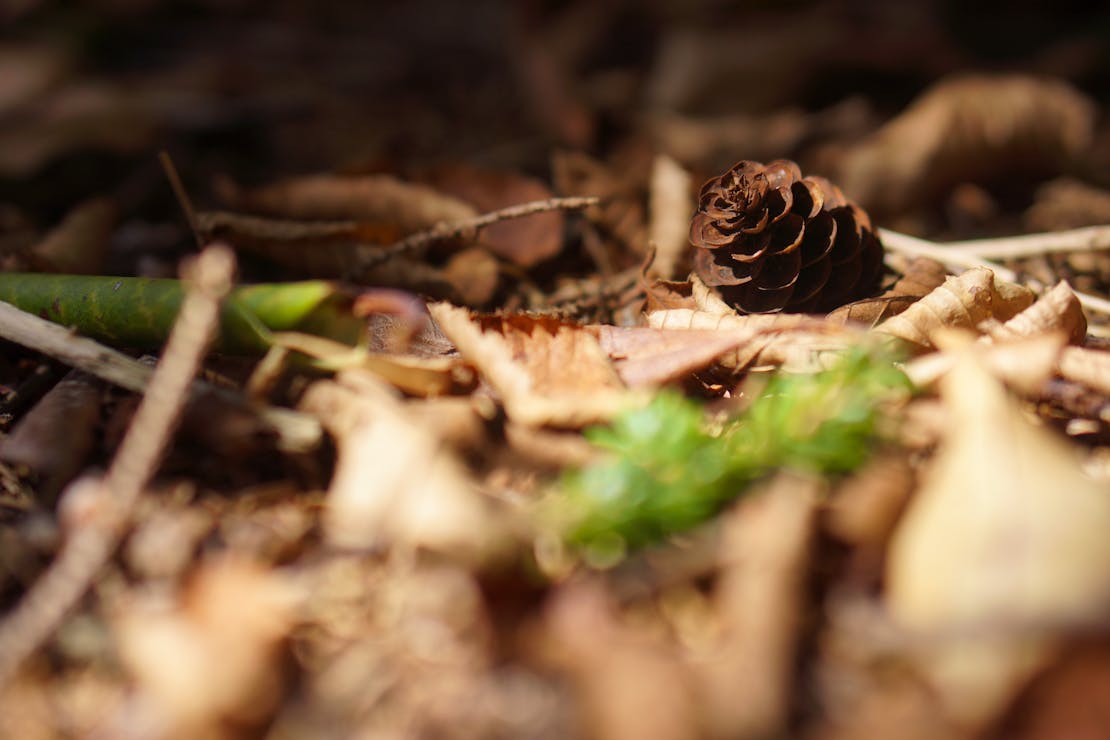 Red spruce cone