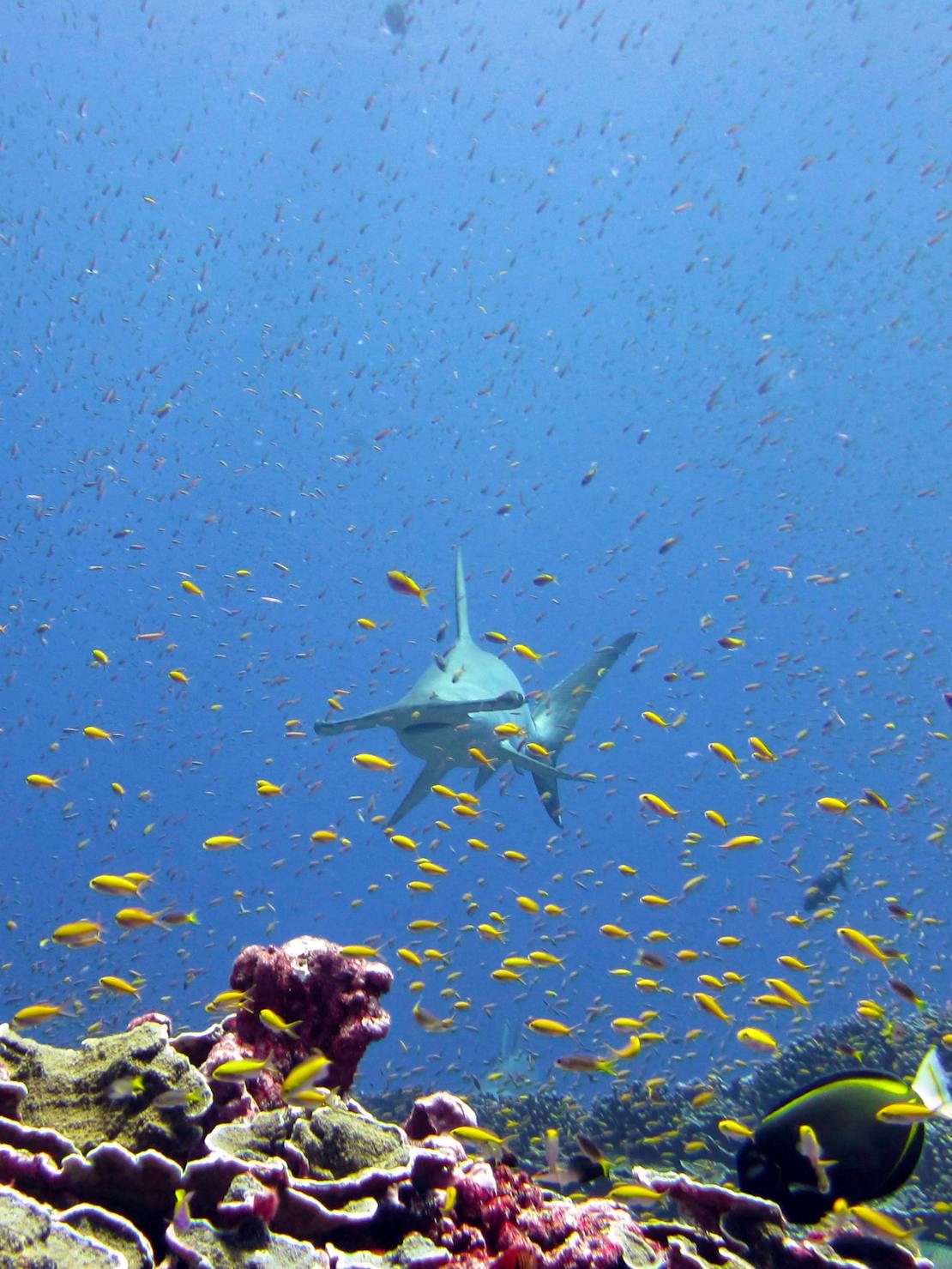 Scalloped Hammerhead Shark with schools of anthias at Jarvis Island 