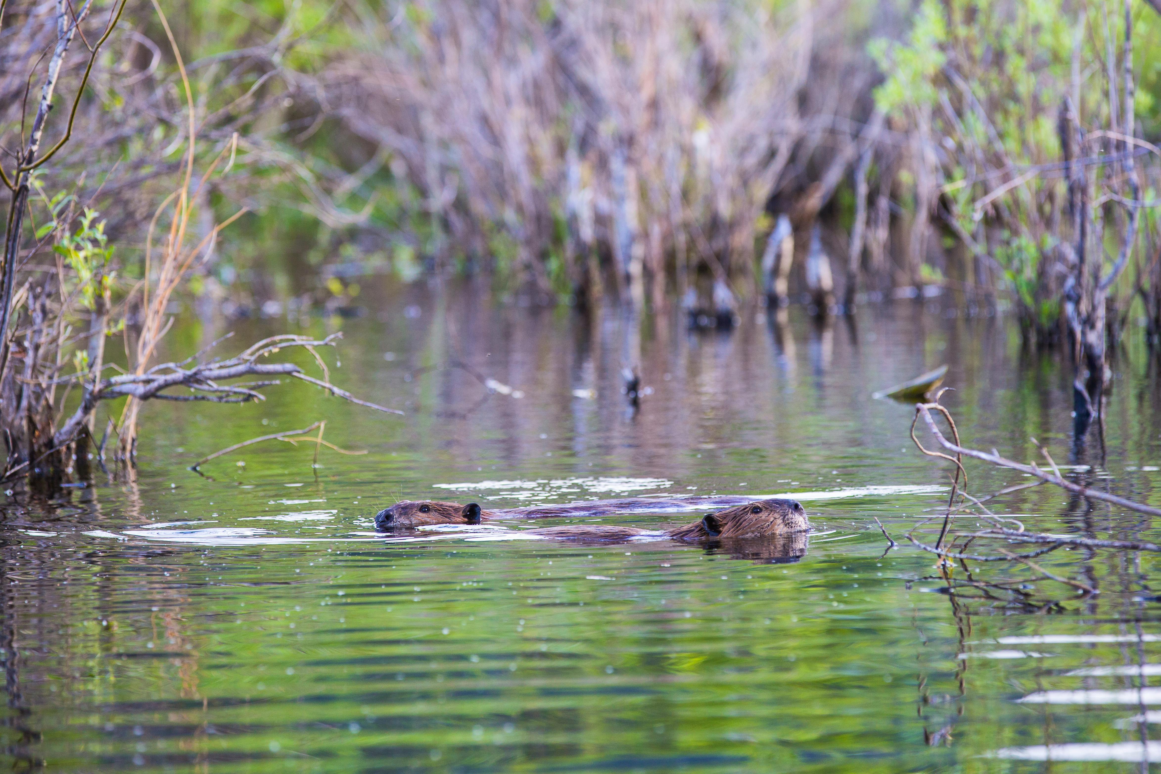 Beaver, Lamar Valley