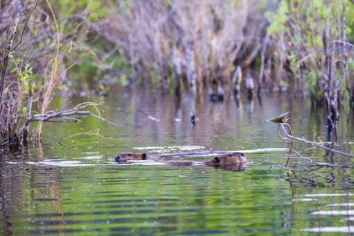 Beaver, Lamar Valley