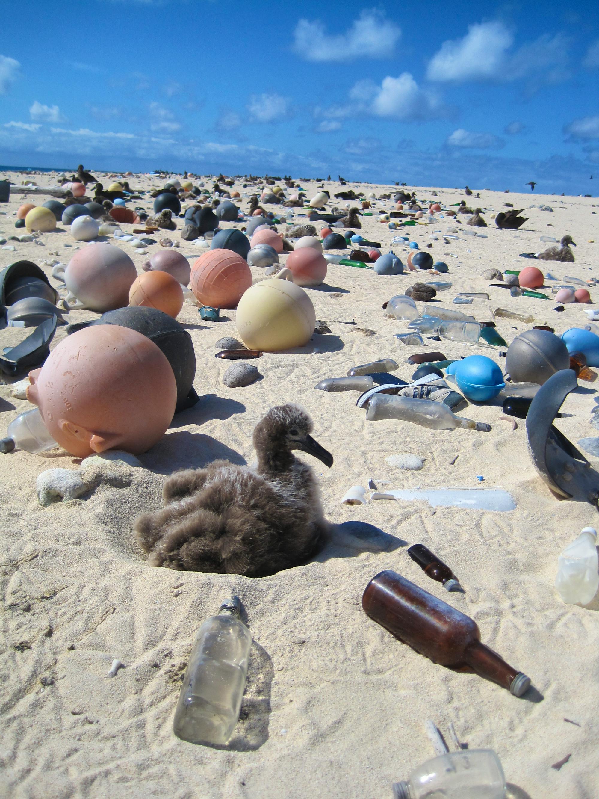 Albatross chick surrounded by trash Papahanaumokuakea