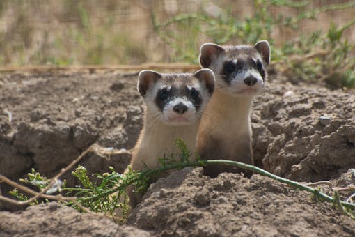 Black-footed ferrets 