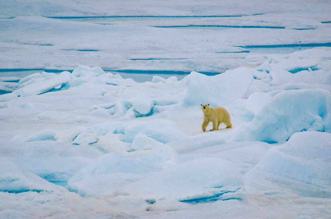 Polar bear Alaska, Chukchi Sea area