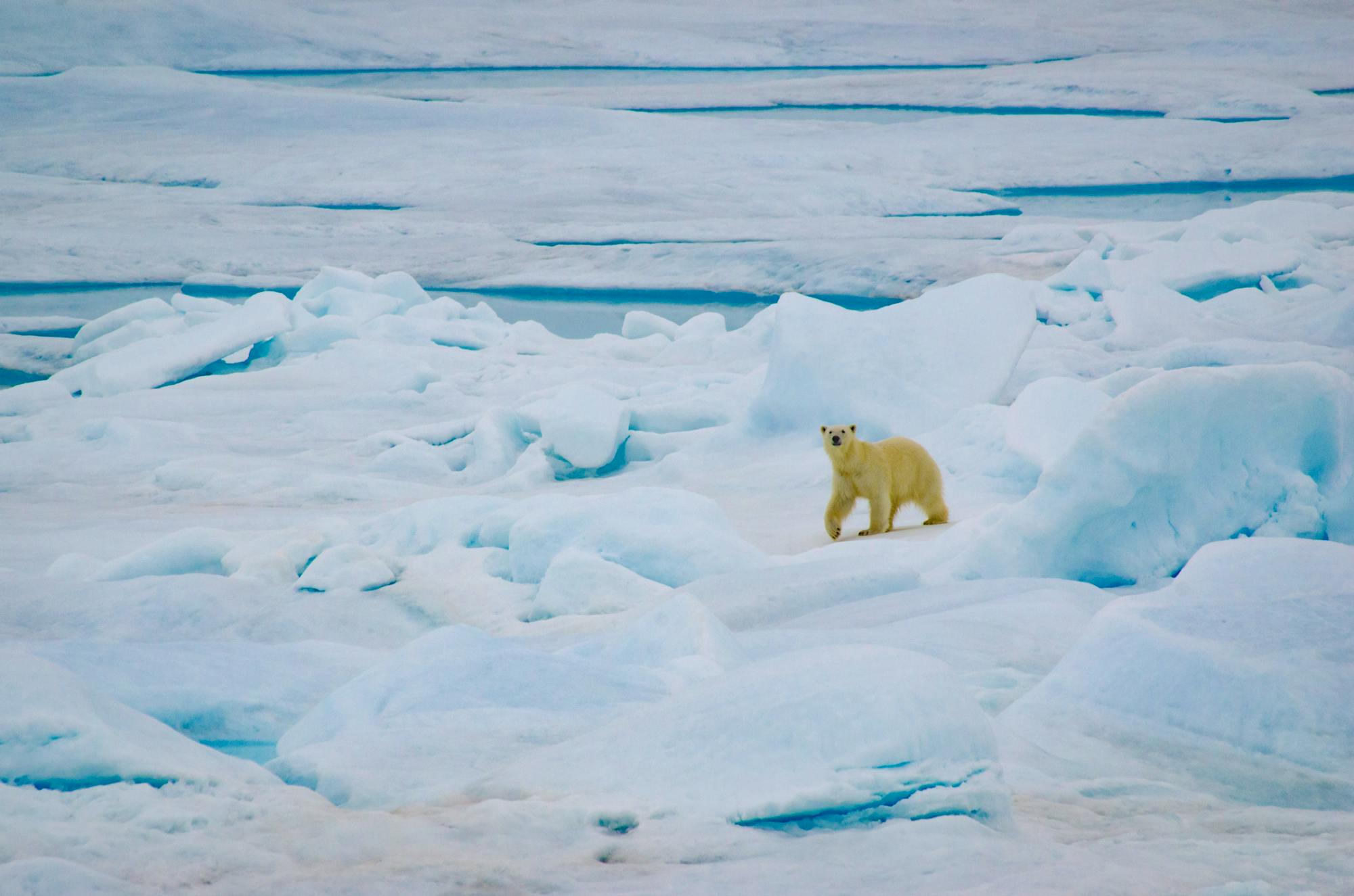 Polar bear Alaska, Chukchi Sea area