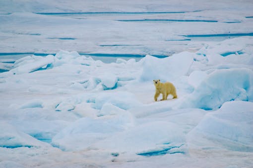 Polar bear Alaska, Chukchi Sea area