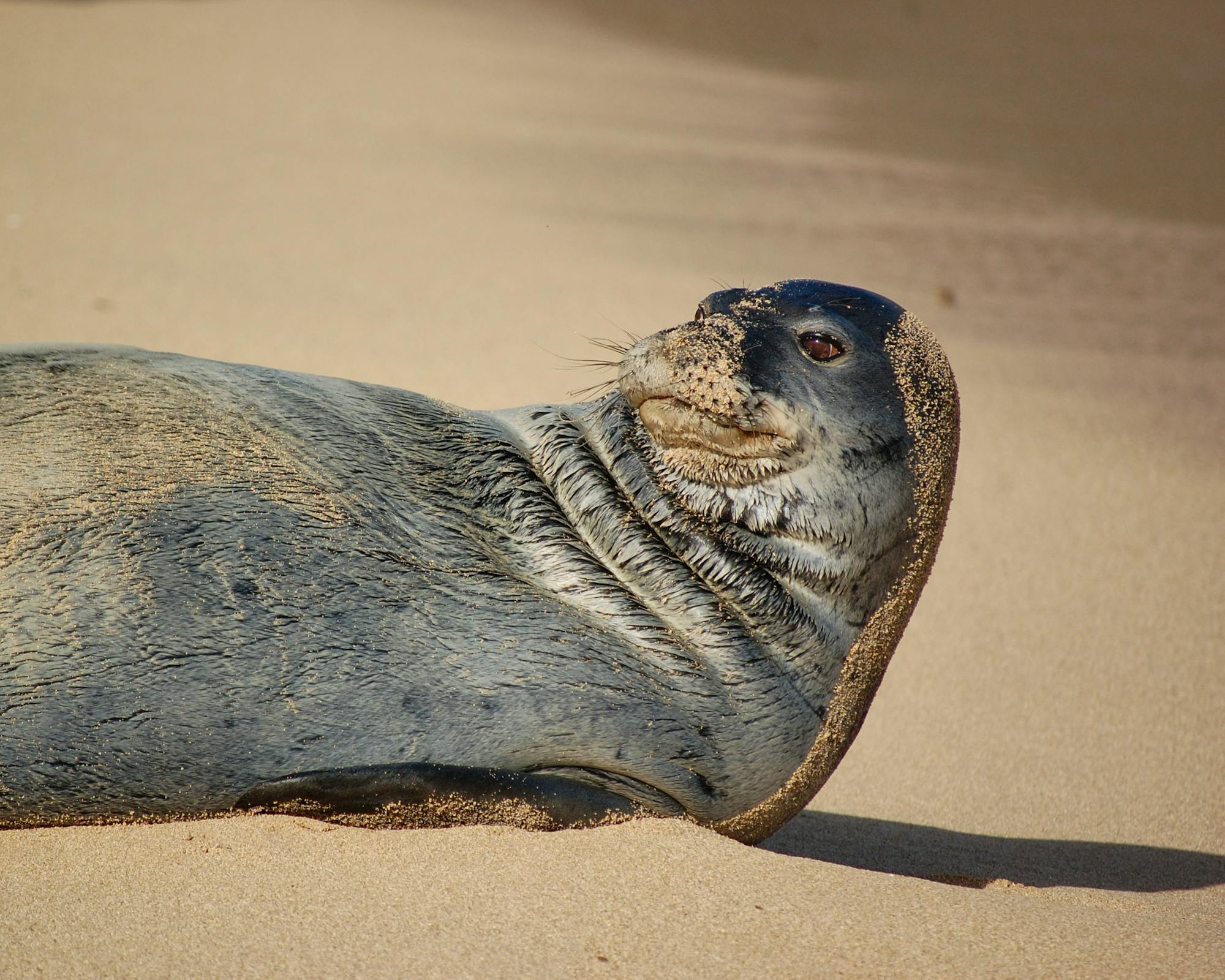 Hawaiian monk seal