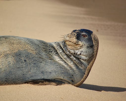 Hawaiian monk seal