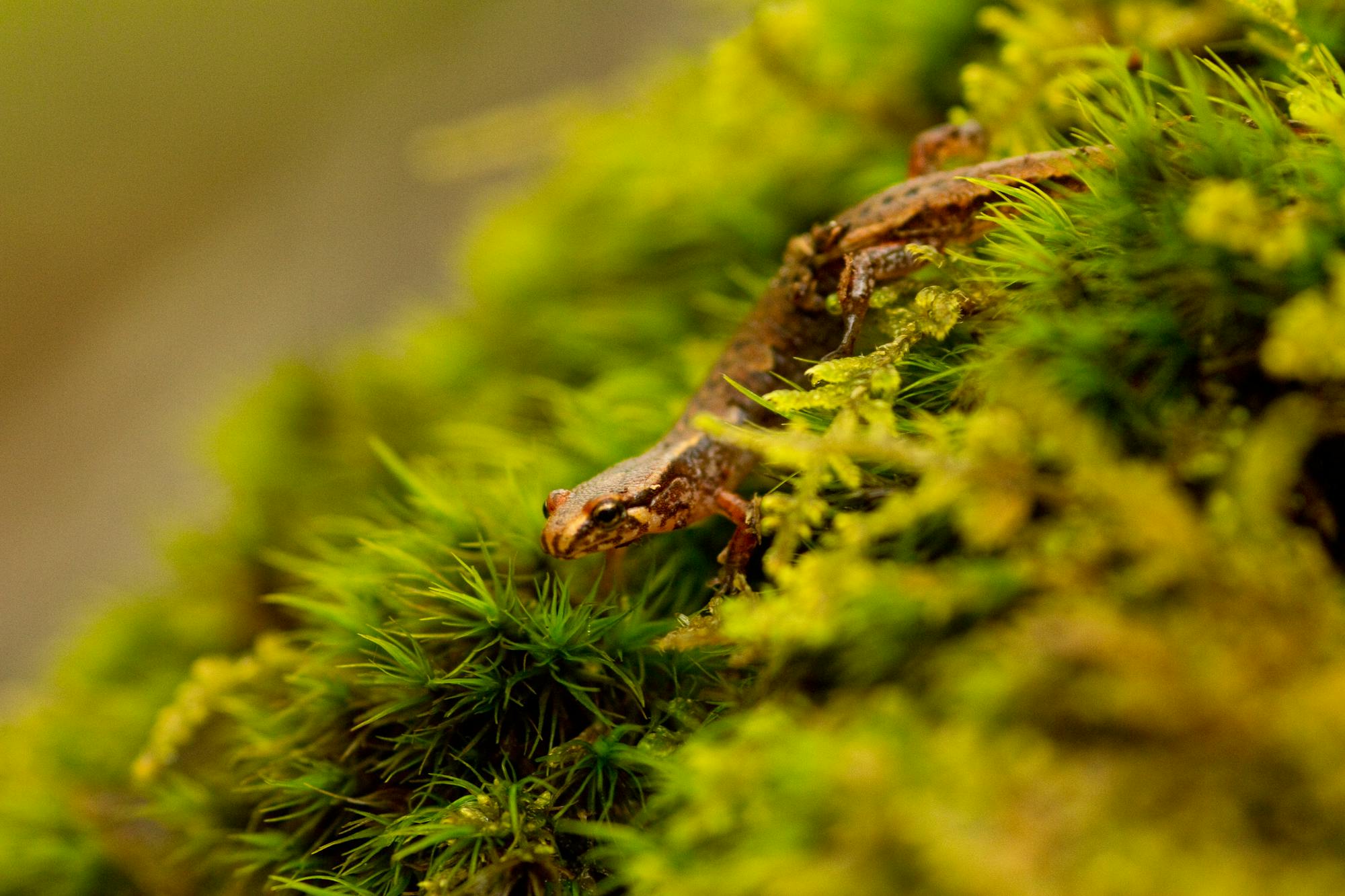 Pygmy salamander