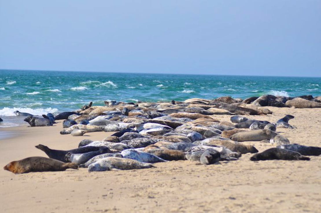 Seals at Nantucket National Wildlife Refuge in Massachusetts