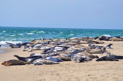 Seals at Nantucket National Wildlife Refuge in Massachusetts