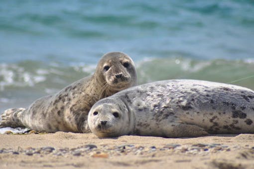 Seals at Nantucket NWR in MA 