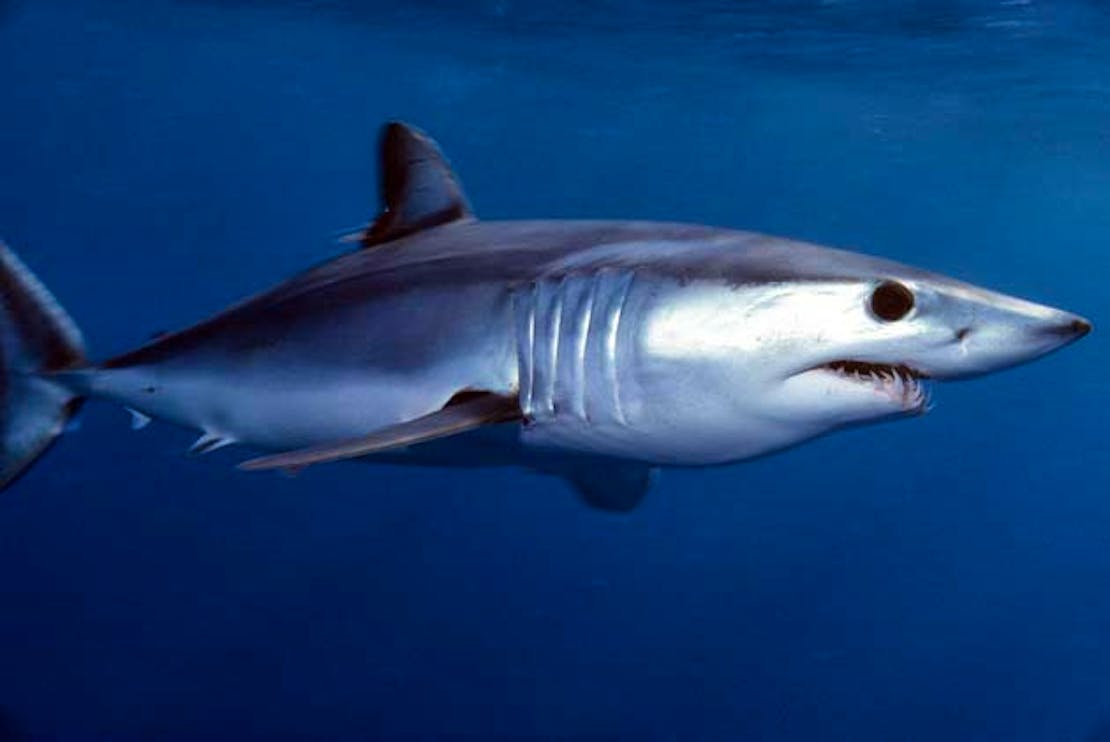 Shortfin mako