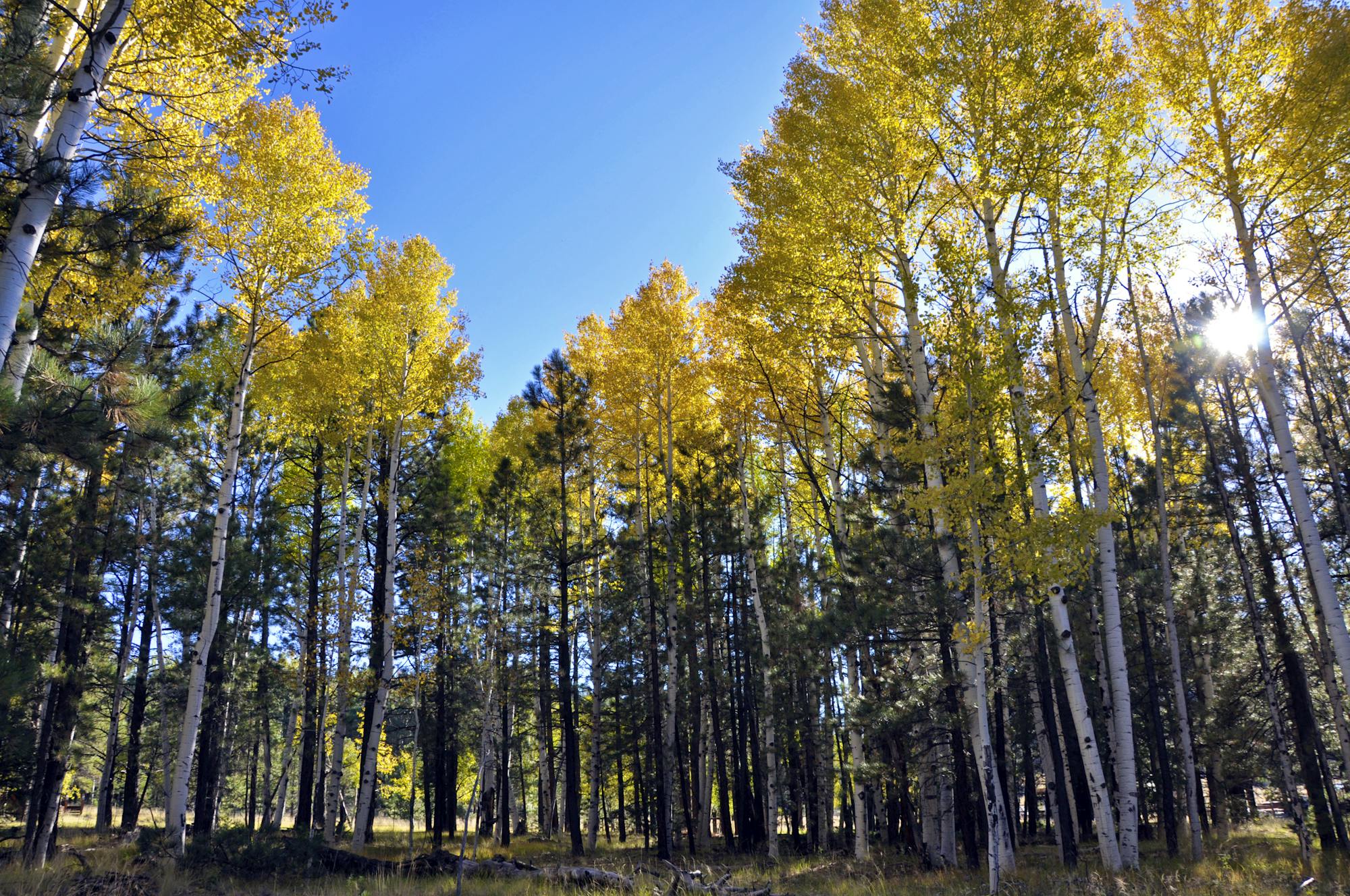 Yellow aspen seen along FR 418