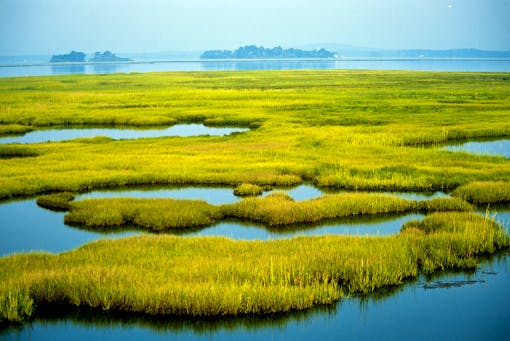 Coastal Wetlands at Parker River National Wildlife Refuge in Newburyport, MA