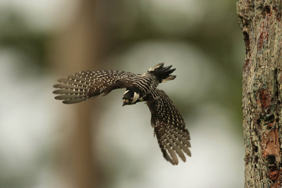 A Red-cockaded woodpecker flies from its natural nest cavity on the Francis Marion National Forest in September, 2009.