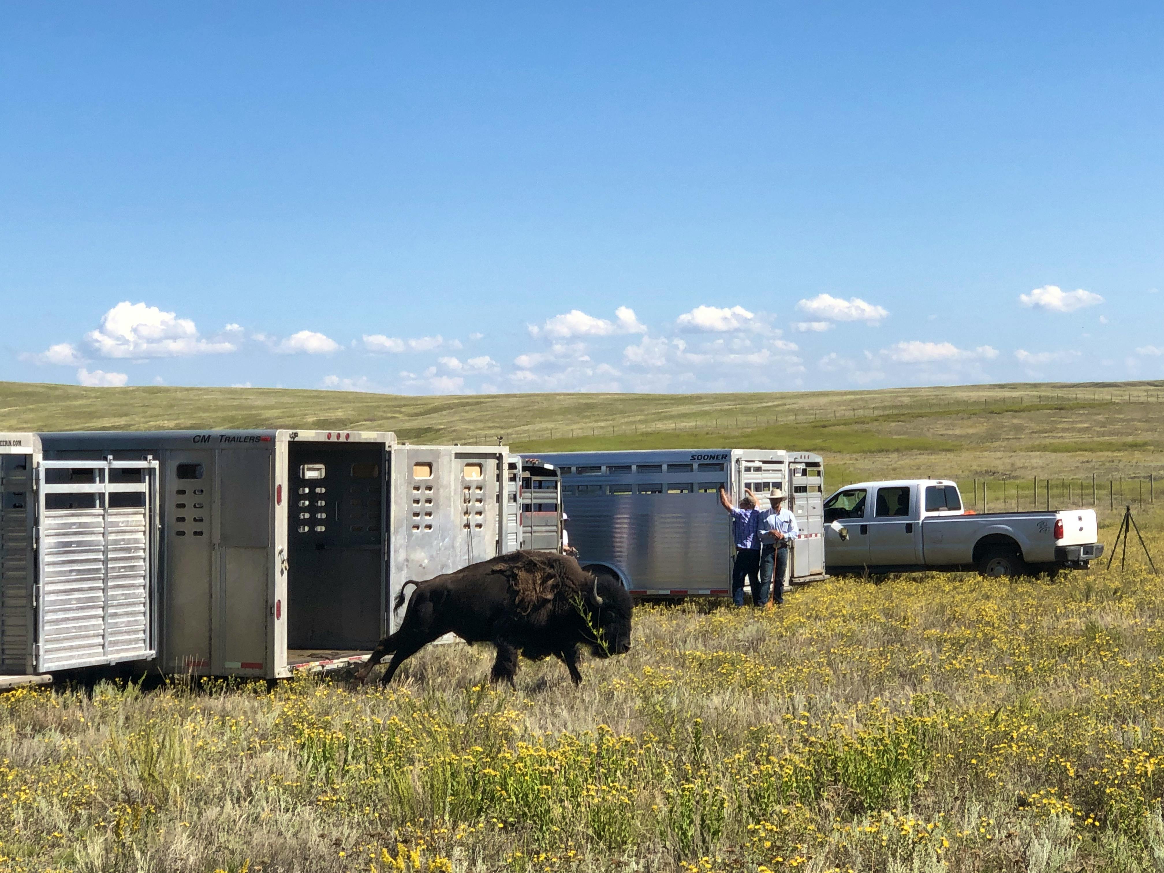 One of the first bison from Yellowstone National Park arrives in trailers to Fort Peck, Montana