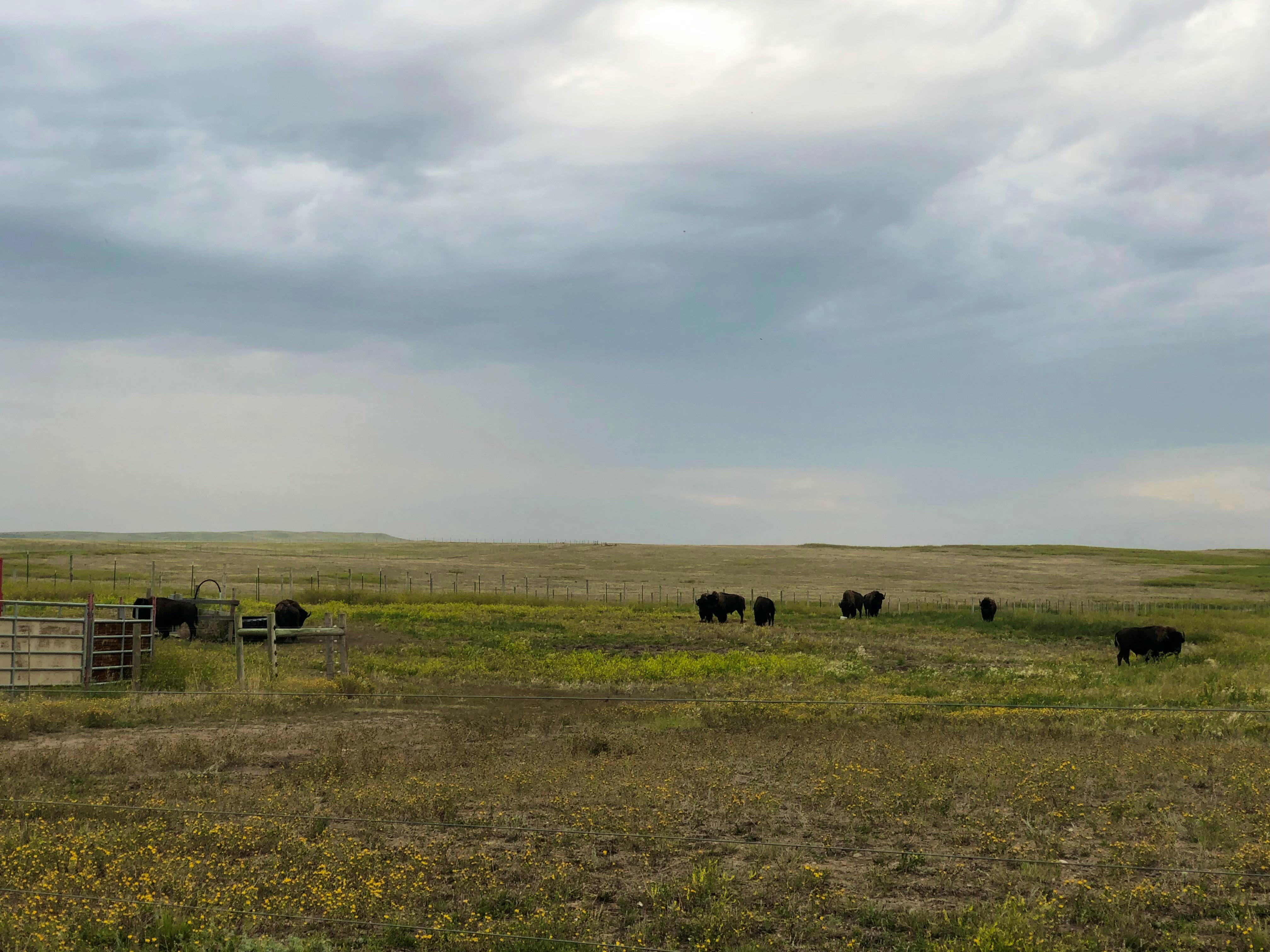 Eight bison meander through a pasture at Fort Peck in Montana