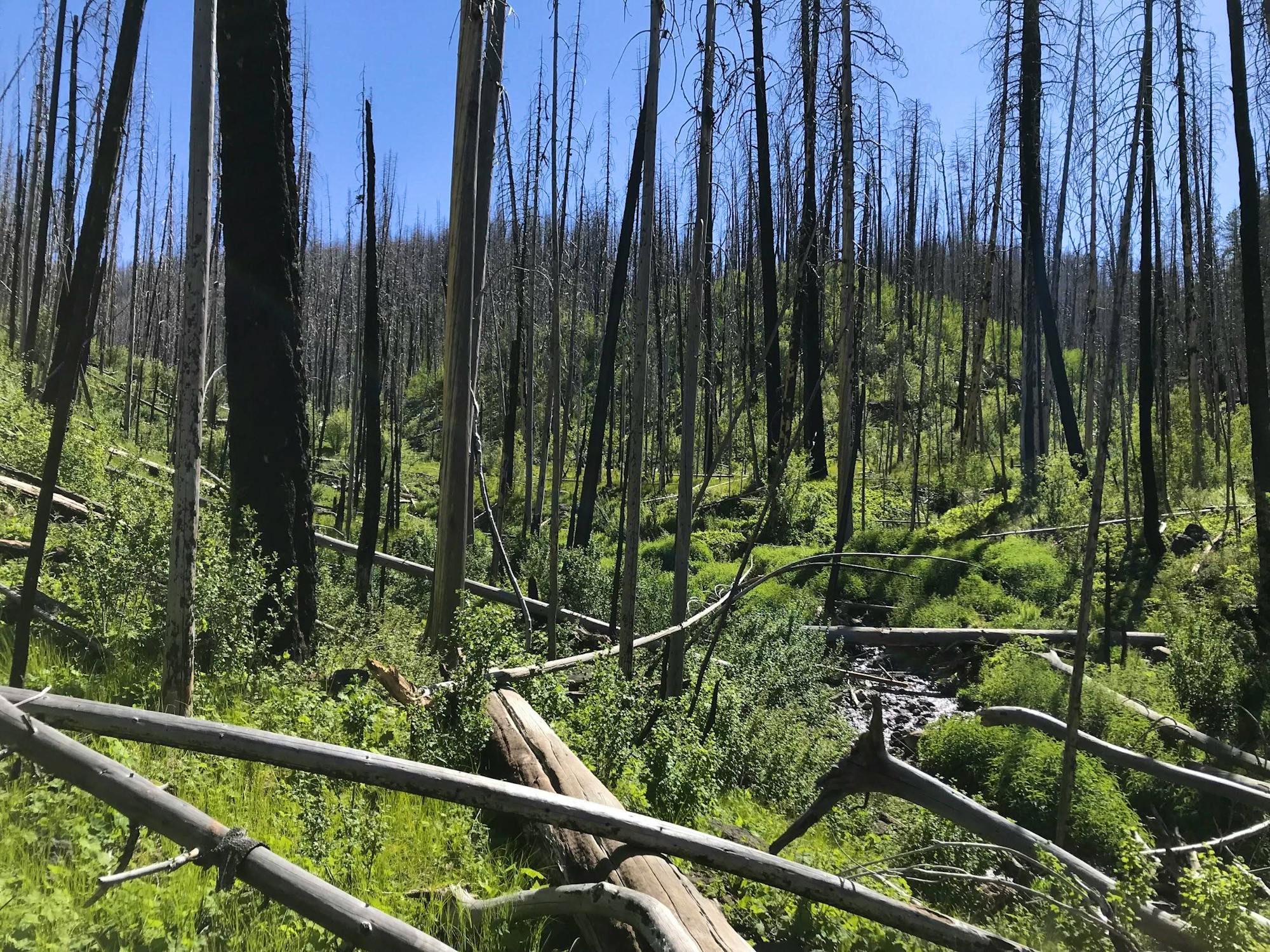 Colibri pack wilderness