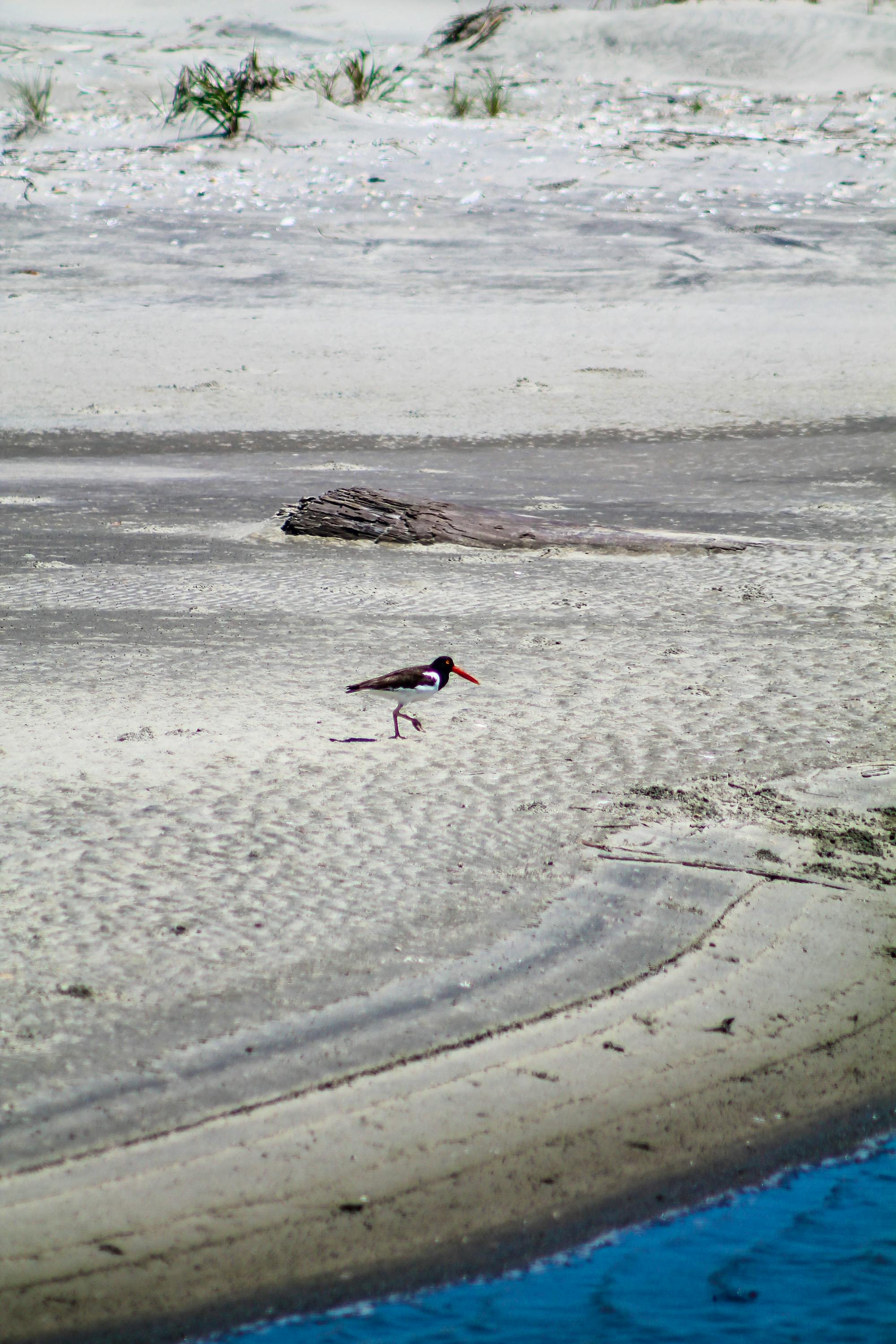 Oystercatcher Cape Romain NWR