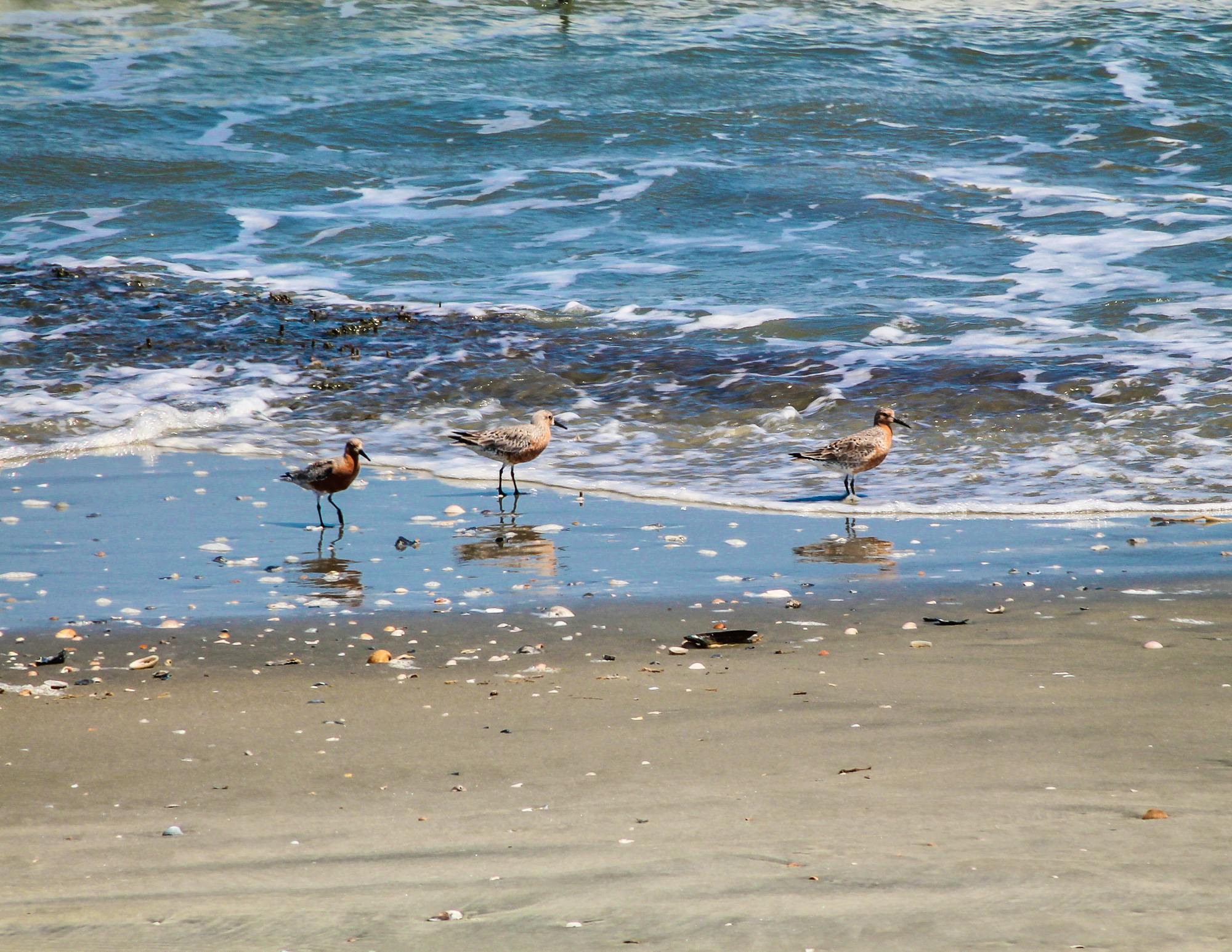 Red knots at Cape Romain NWR