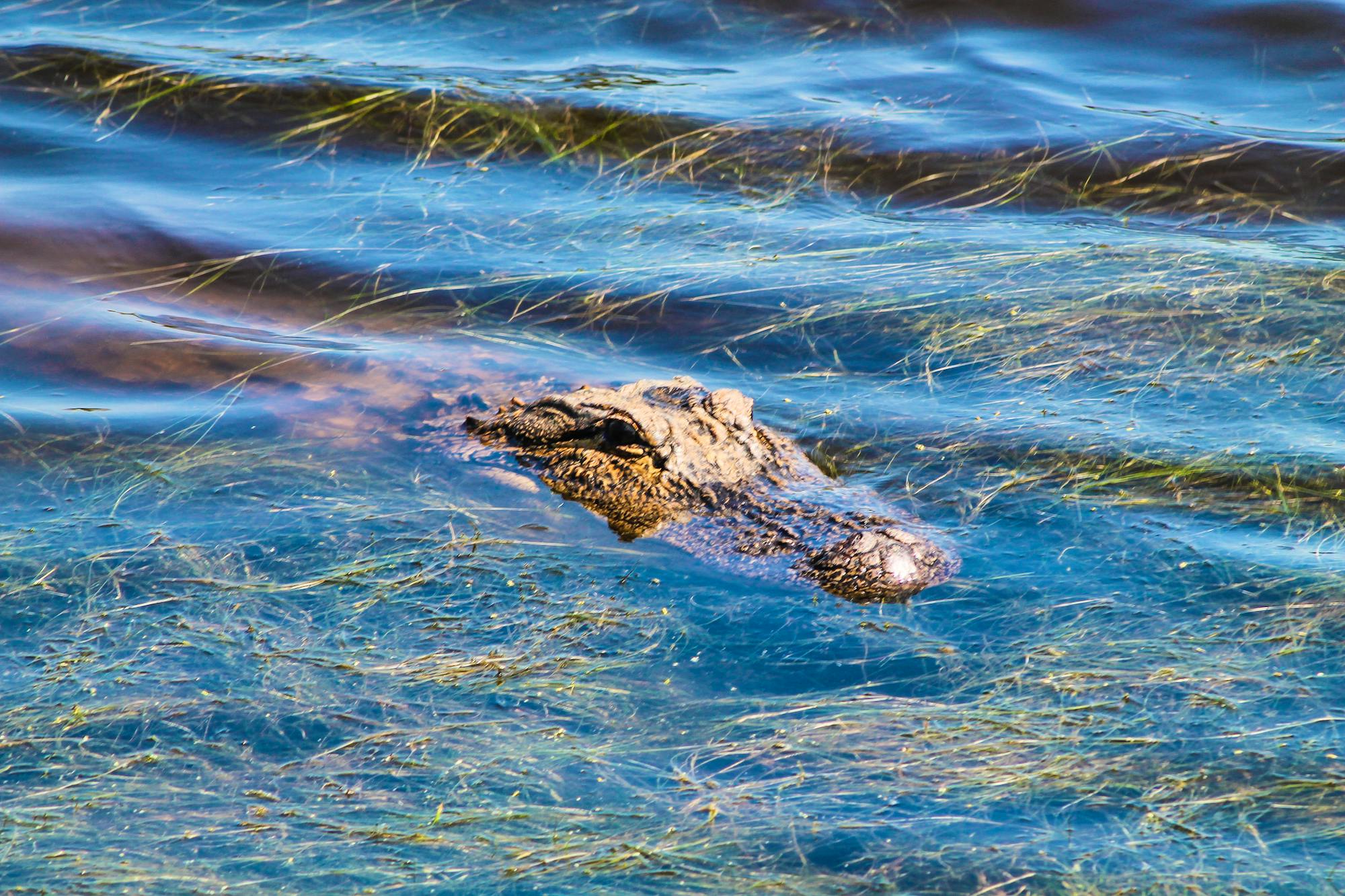 Alligator at Cape Romain NWR