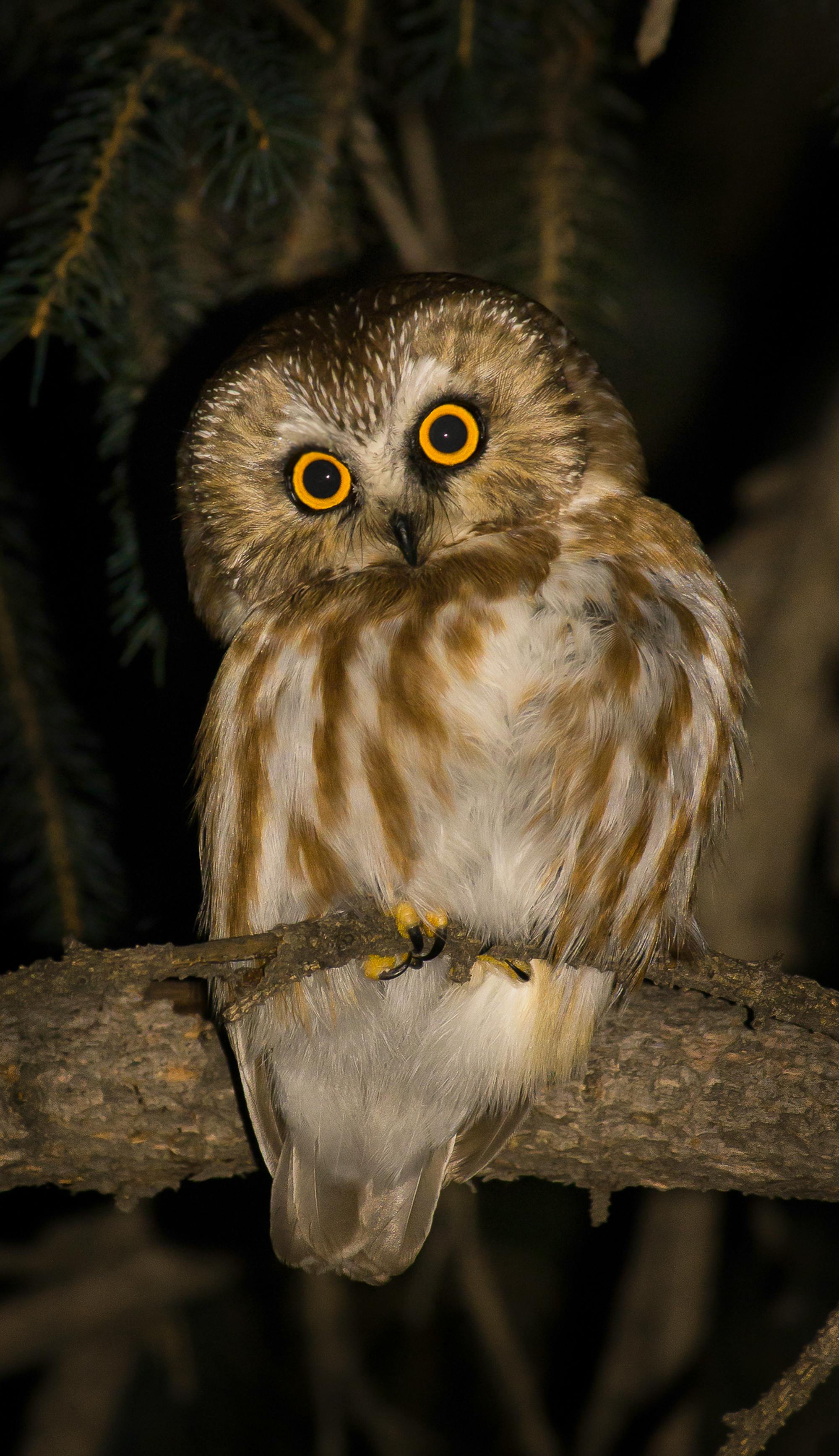 Northern saw-whet owl, Calgary