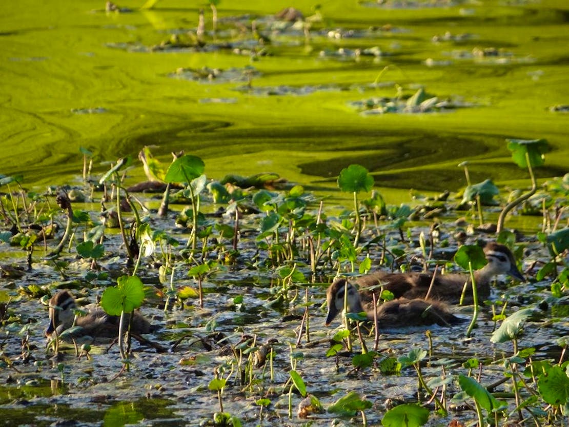 Baby wood ducks