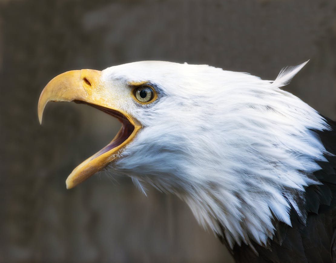 Bald eagle Chugach State Park, Alaska