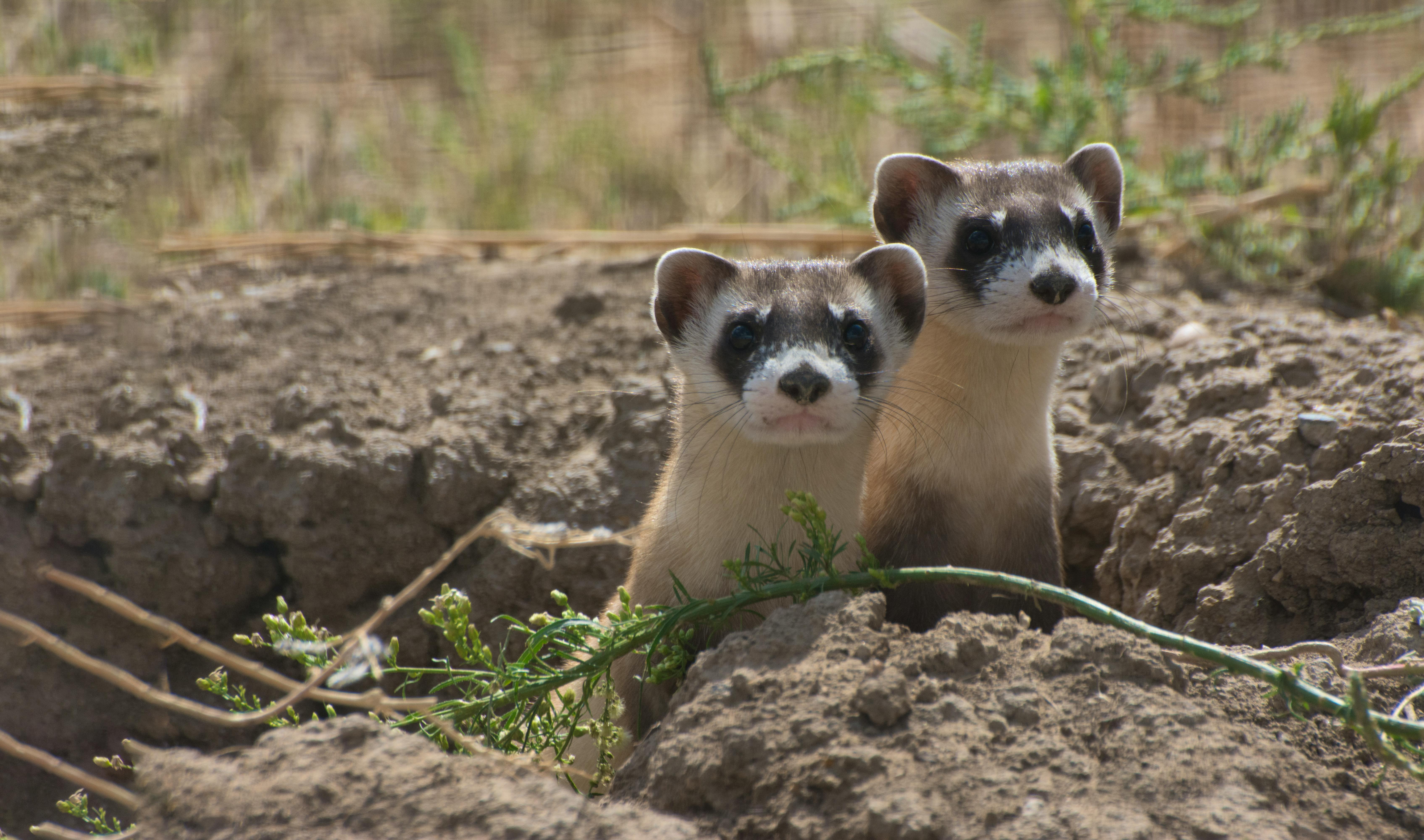Black-footed ferrets 