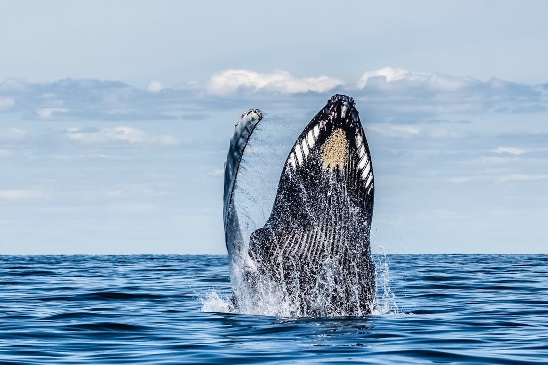 Humpback whale breaching Stellwagen Bank MA