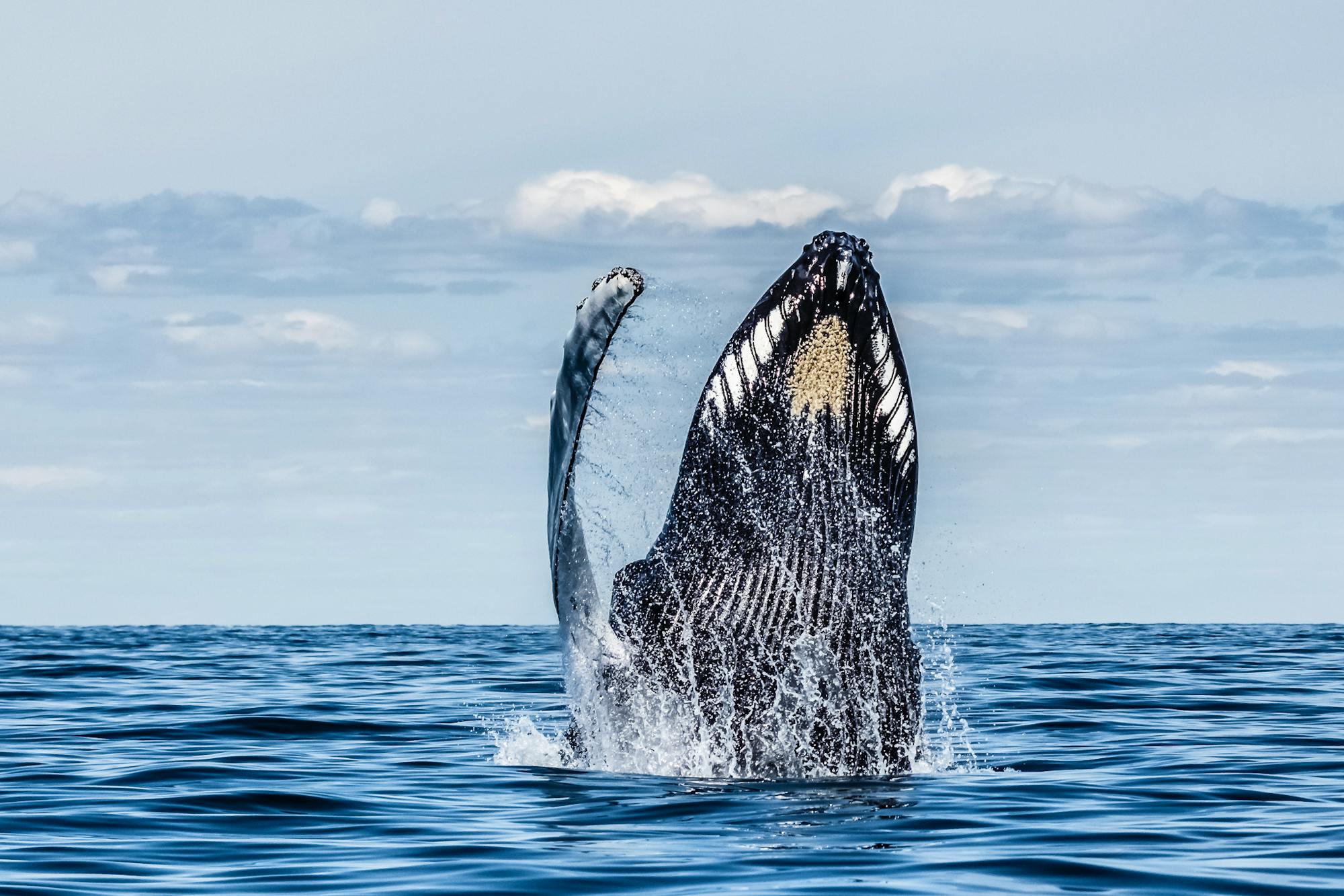 Humpback whale breaching Stellwagen Bank MA