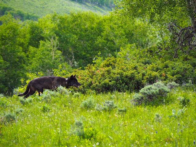 CO Wolf