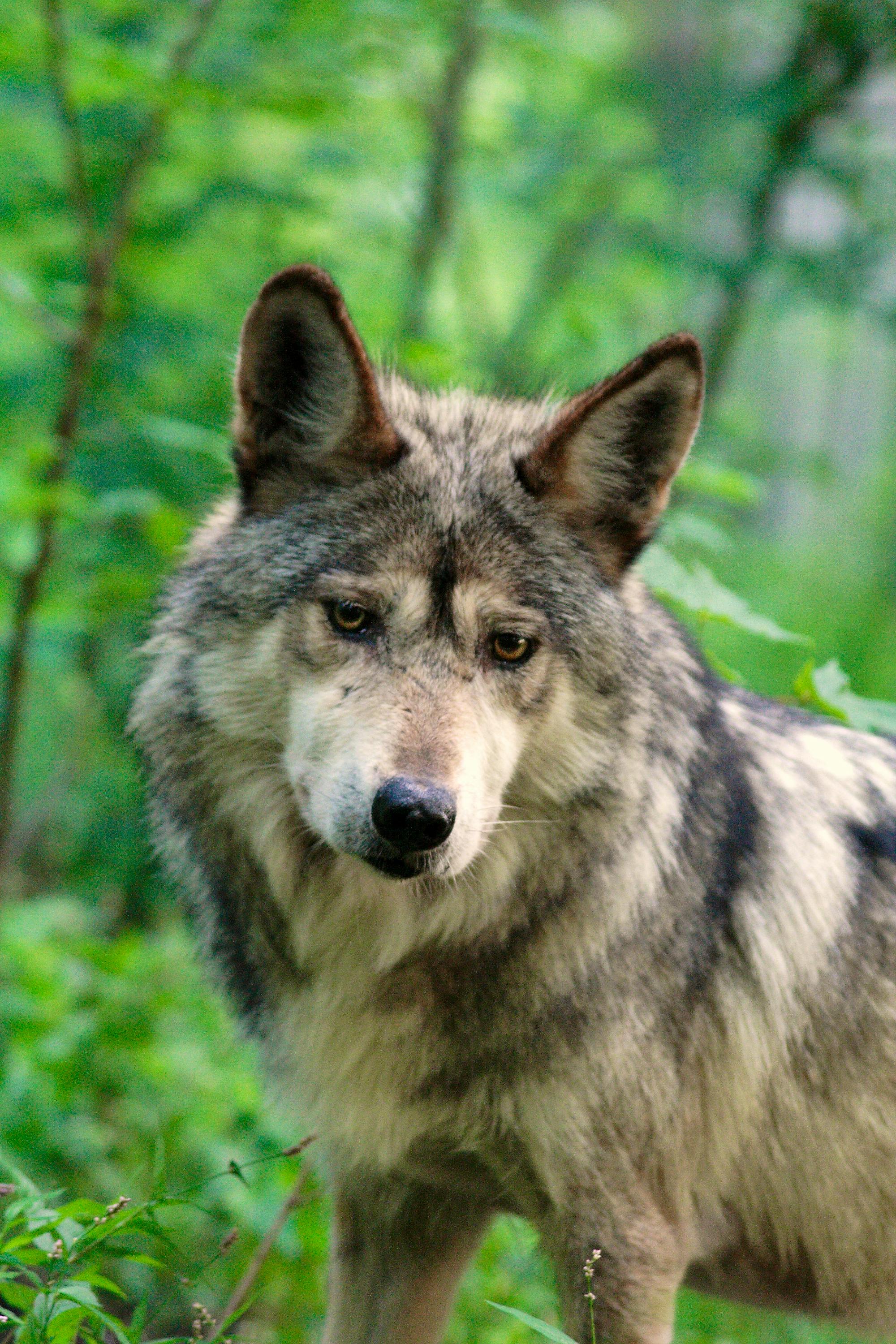 Mexican gray wolf