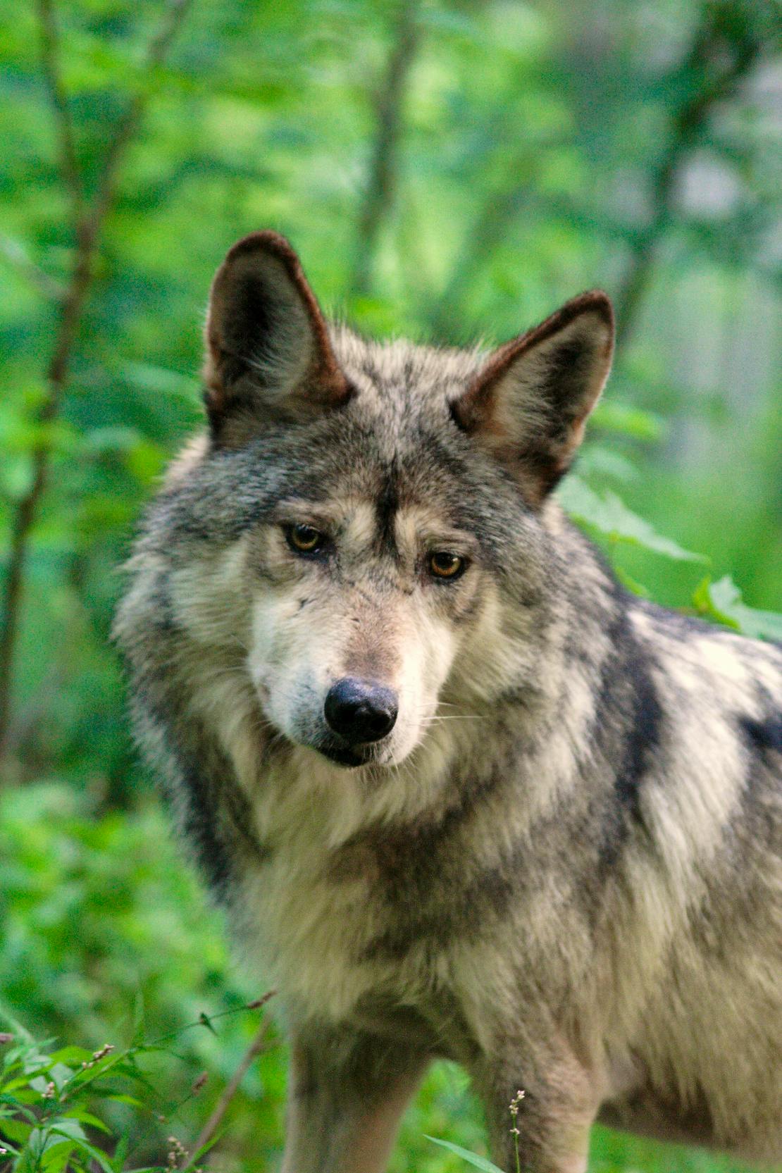 Mexican gray wolf