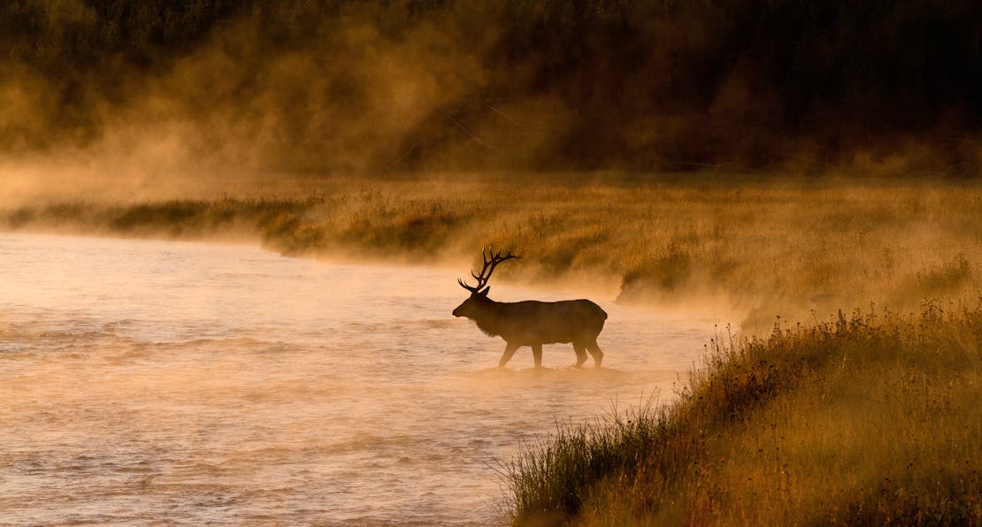 Bull elk crossing stream in Yellowstone NP