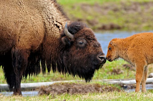 Bison cow and calf Madison River in Yellowstone National Park