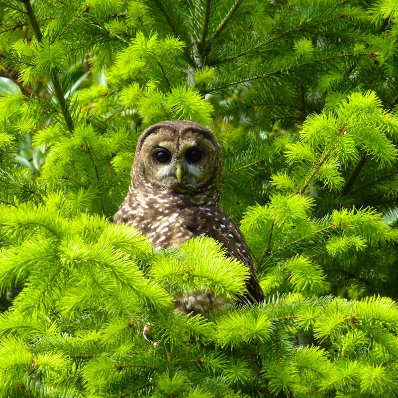Northern spotted owl near Roseburg, Oregon