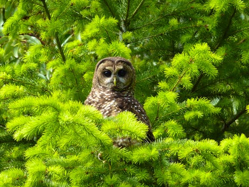 Northern spotted owl near Roseburg, Oregon