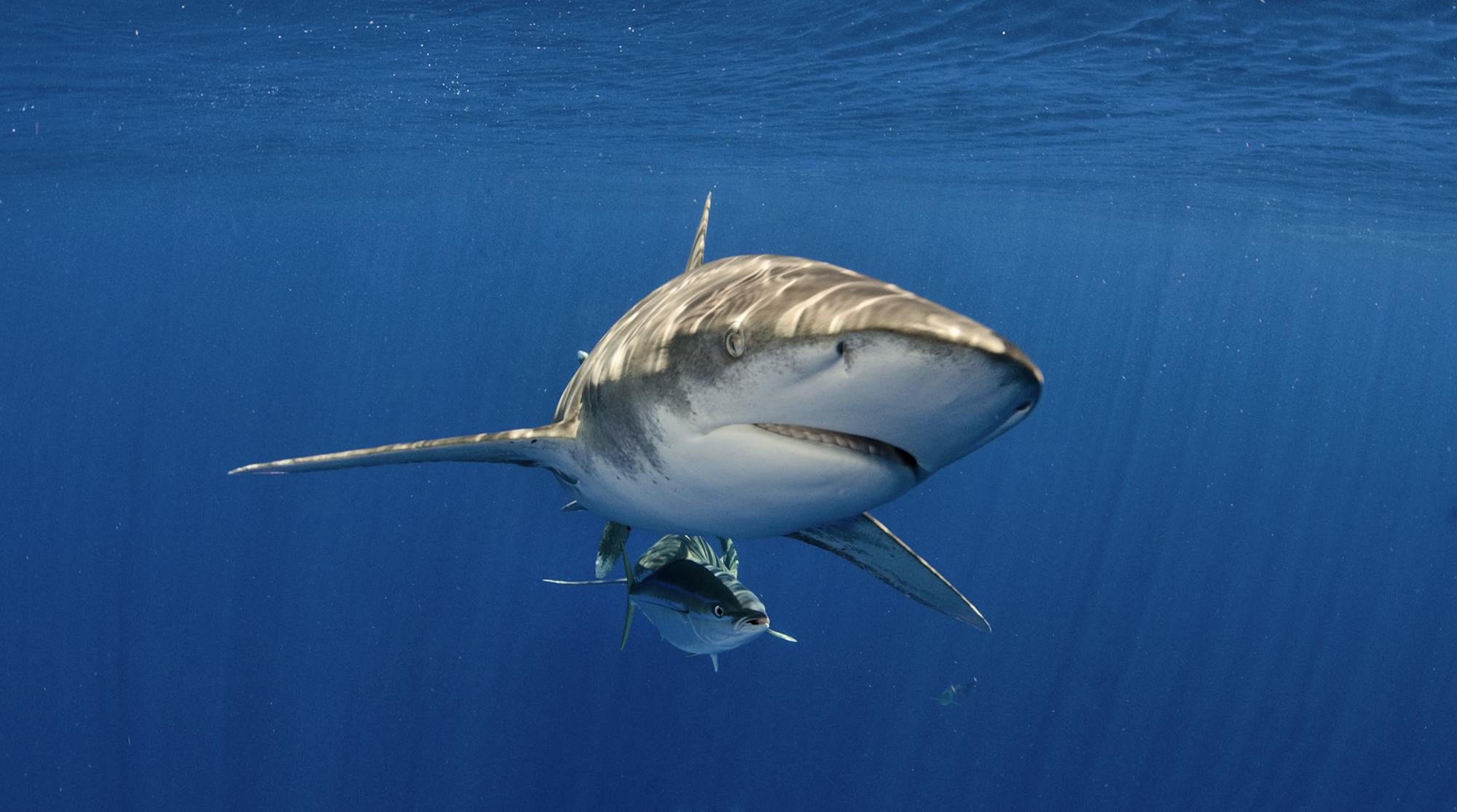 Oceanic whitetip shark Atlantic