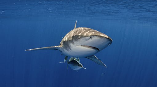 Oceanic whitetip shark Atlantic