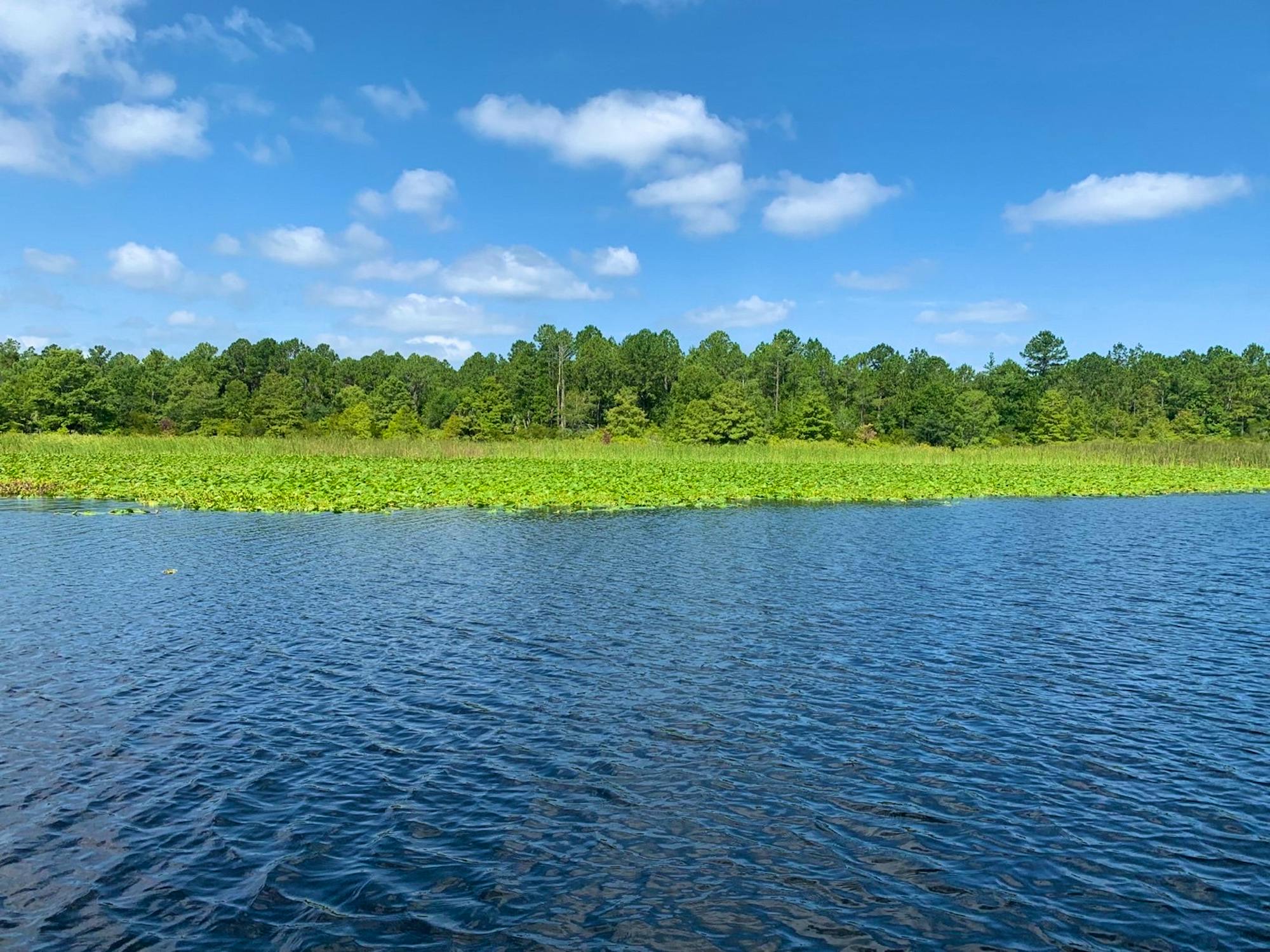 Invasive plants in Rodman Reservoir