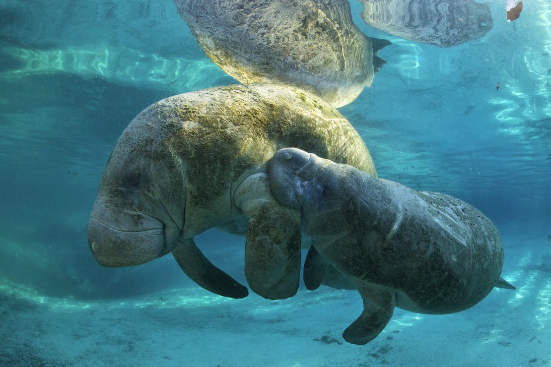 Manatee with baby