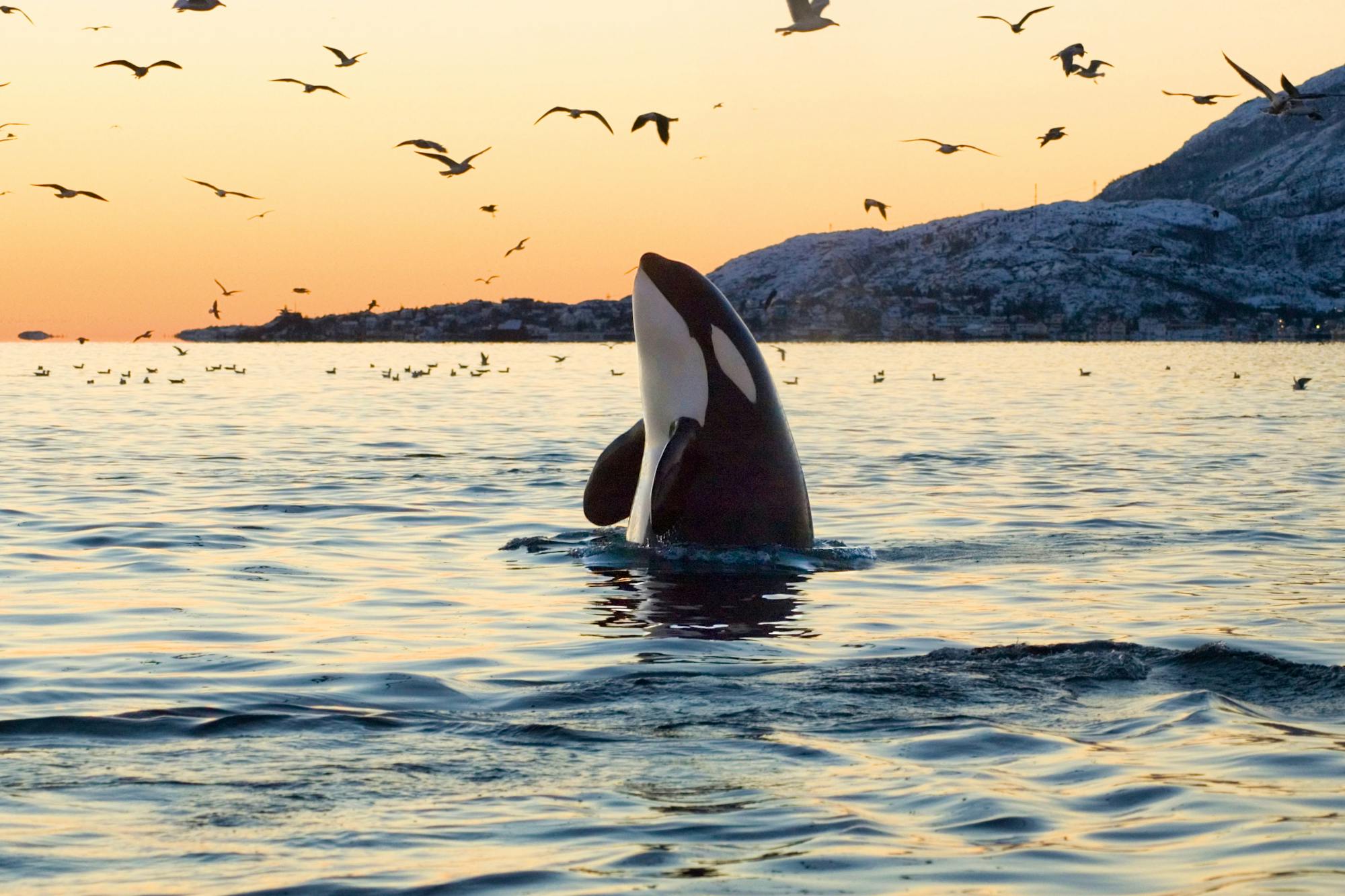 southern resident orca